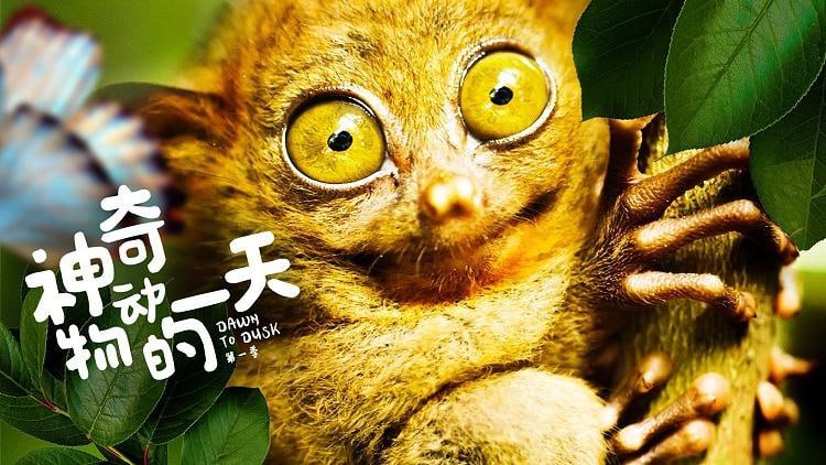 神奇动物的一天 Dawn to dusk(2021)【纪录片】 3 photo 2025 06 02 12 40 03