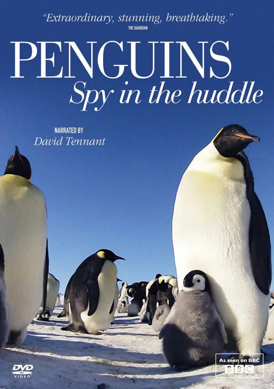 企鹅群里有特务 Penguins: Spy in the Huddle (2013) 3 photo 2025 06 07 19 20 10